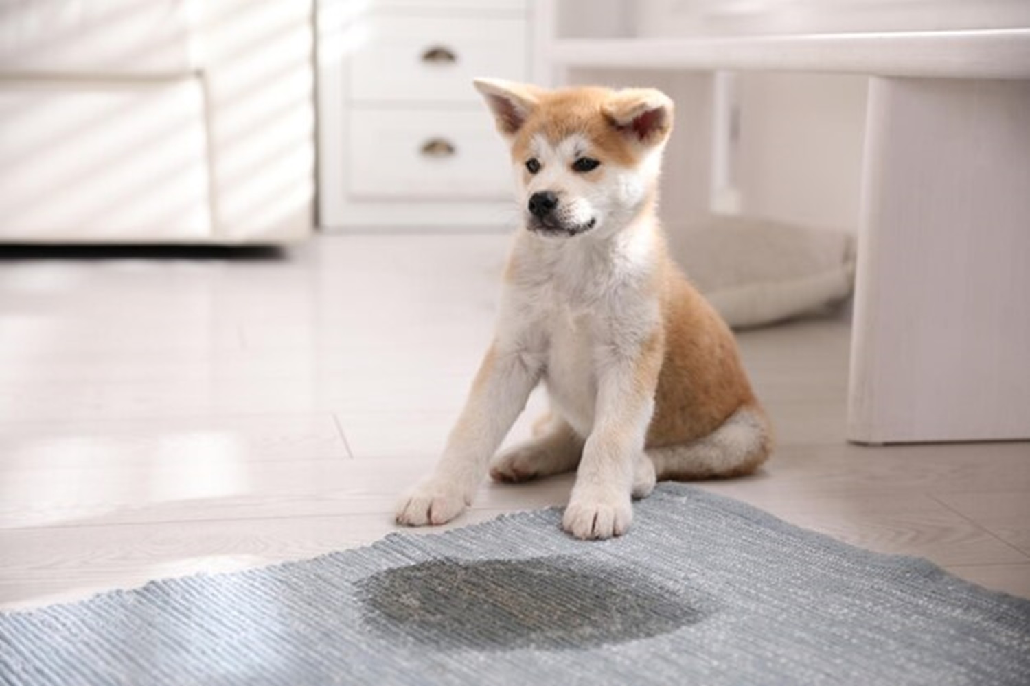 Best Ways to Remove Pet Odors from Your Rugs
